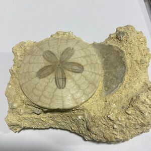 Sand Dollar Fossil Specimen in matrix ‘A’ - D’angers Region - Echinoderm fossil